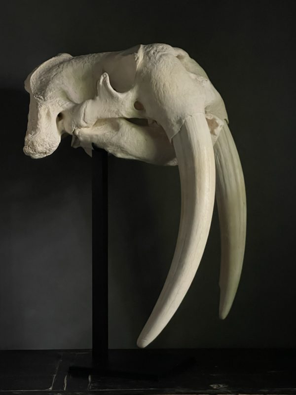 Very heavy walrus skull