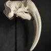 Very heavy walrus skull