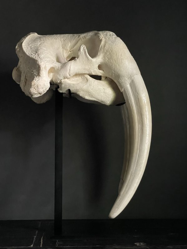 Very heavy walrus skull