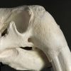 Very heavy walrus skull