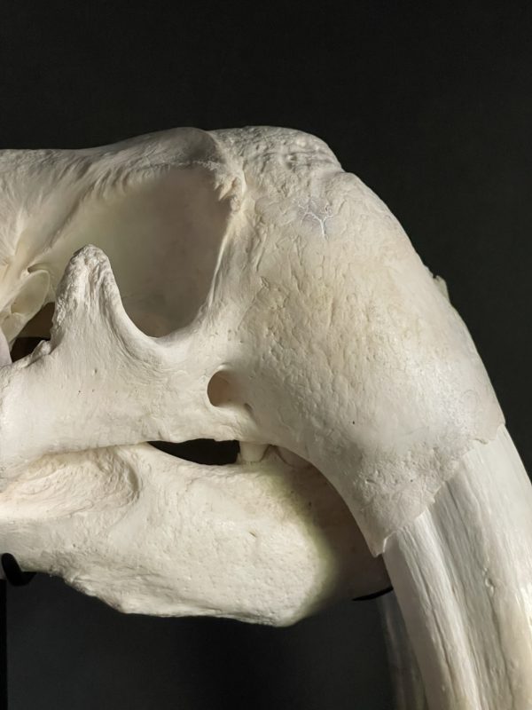 Very heavy walrus skull