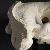 Very heavy walrus skull