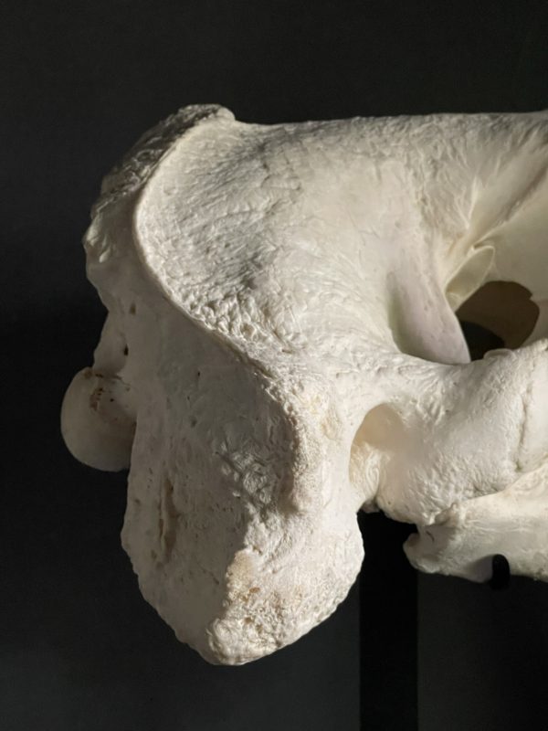 Very heavy walrus skull
