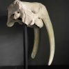 Very heavy walrus skull