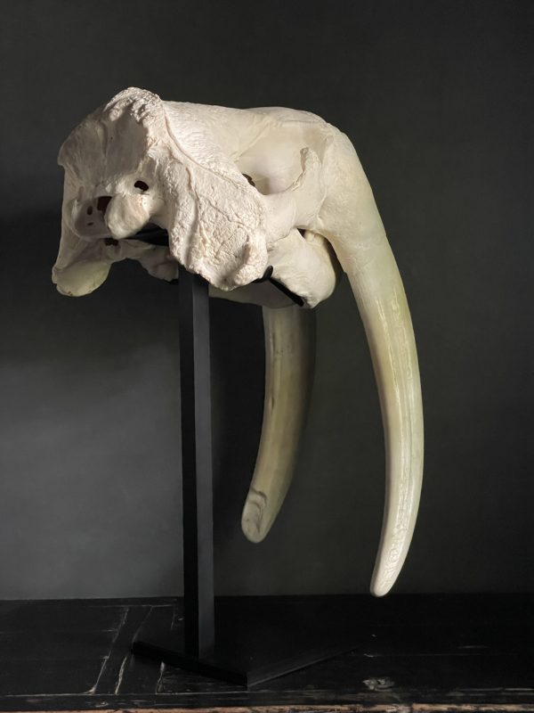 Very heavy walrus skull