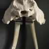 Very heavy walrus skull