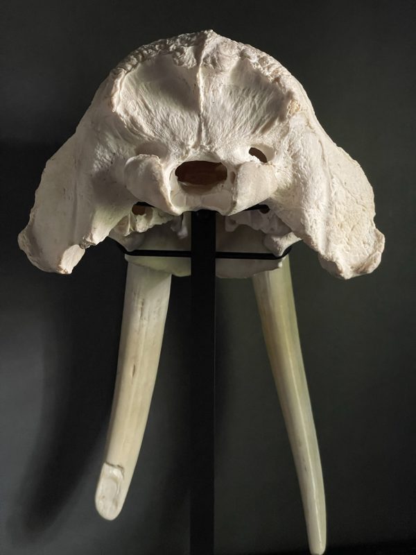 Very heavy walrus skull