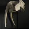 Very heavy walrus skull
