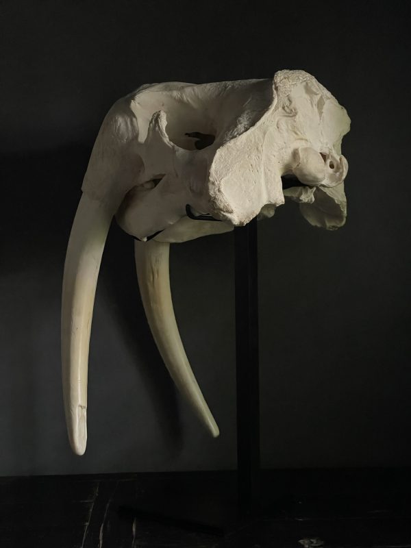 Very heavy walrus skull