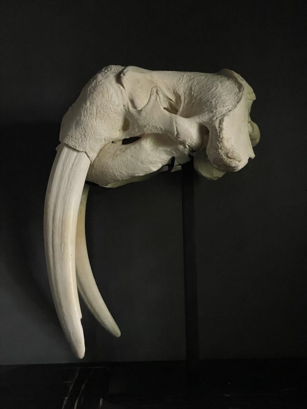 Very heavy walrus skull