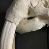 Very heavy walrus skull