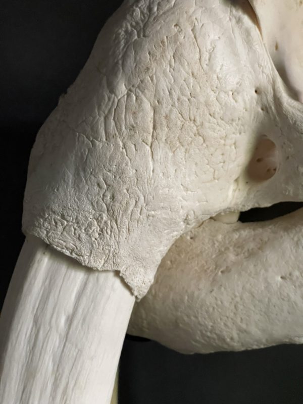 Very heavy walrus skull