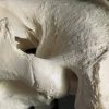 Very heavy walrus skull