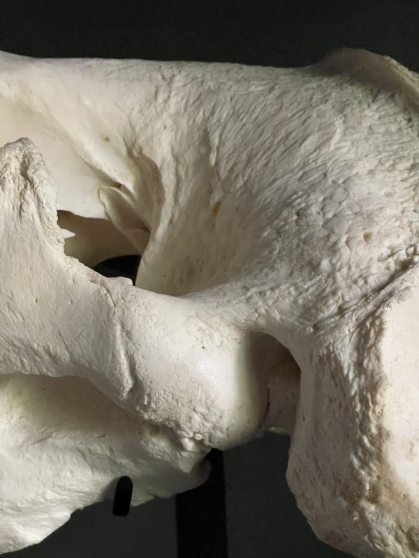 Very heavy walrus skull