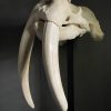 Very heavy walrus skull
