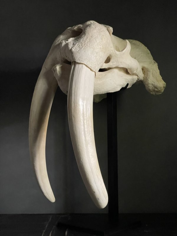 Very heavy walrus skull