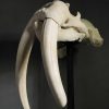 Very heavy walrus skull