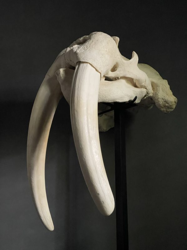 Zeer zware walrus schedel