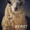 Mounted sheep head