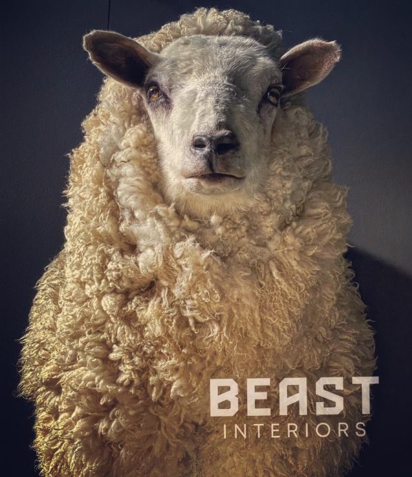 Mounted sheep head