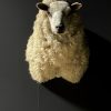 Mounted sheep head