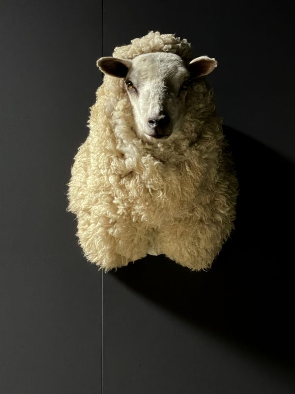 Mounted sheep head