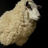 Mounted sheep head