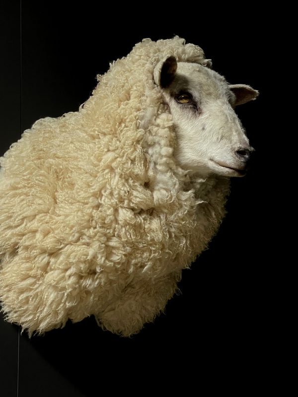 Mounted sheep head