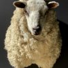 Mounted sheep head
