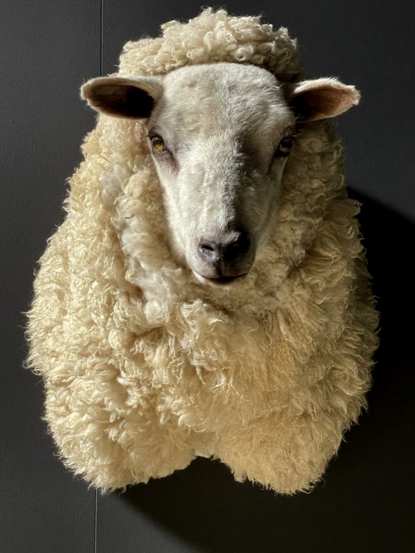 Mounted sheep head