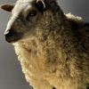Mounted sheep head