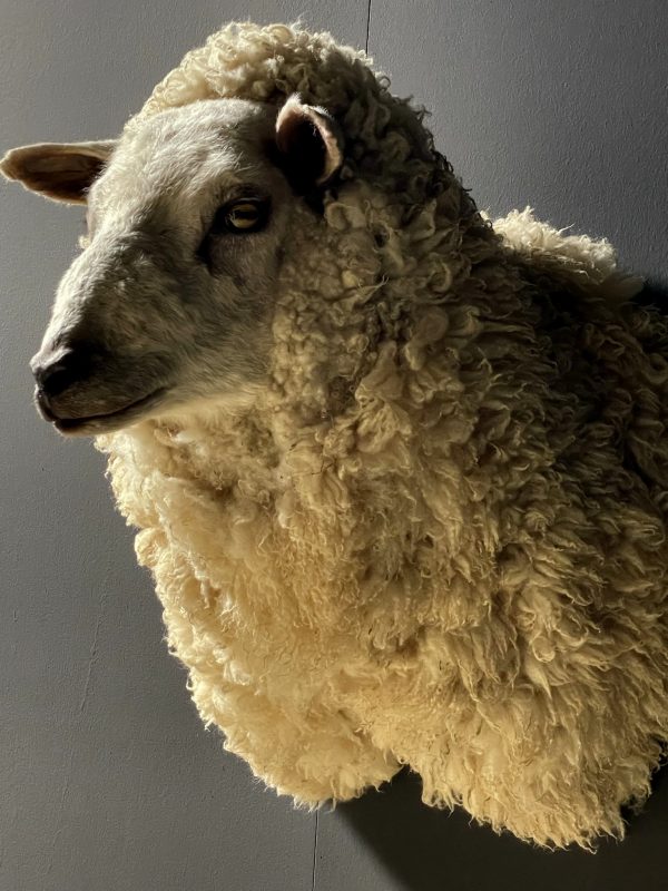 Mounted sheep head