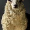Mounted sheep head