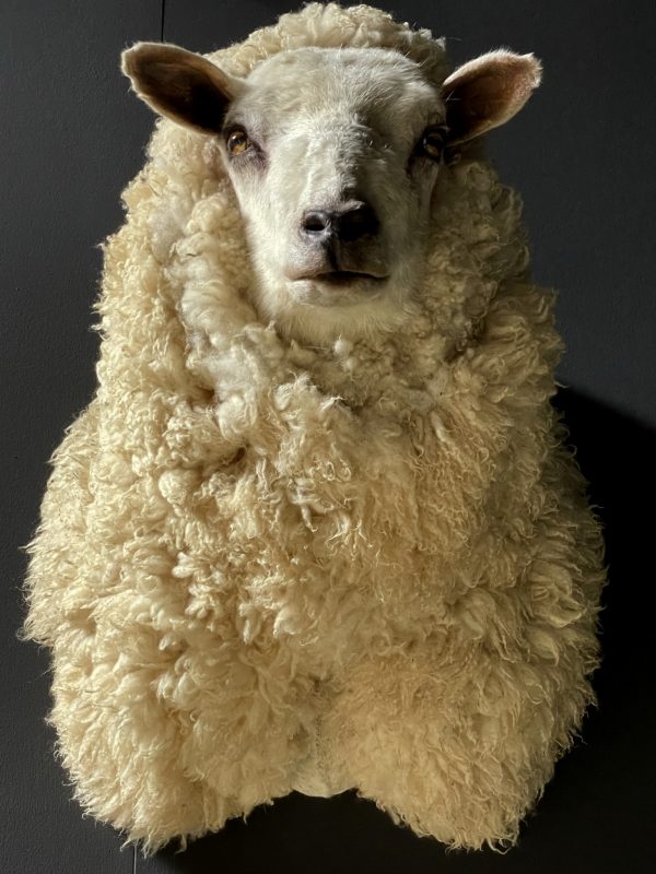 Mounted sheep head