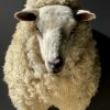 Mounted sheep head