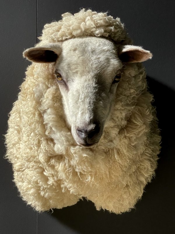 Mounted sheep head