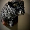 Opgezette Galloway Stier