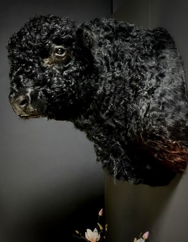 Opgezette Galloway Stier