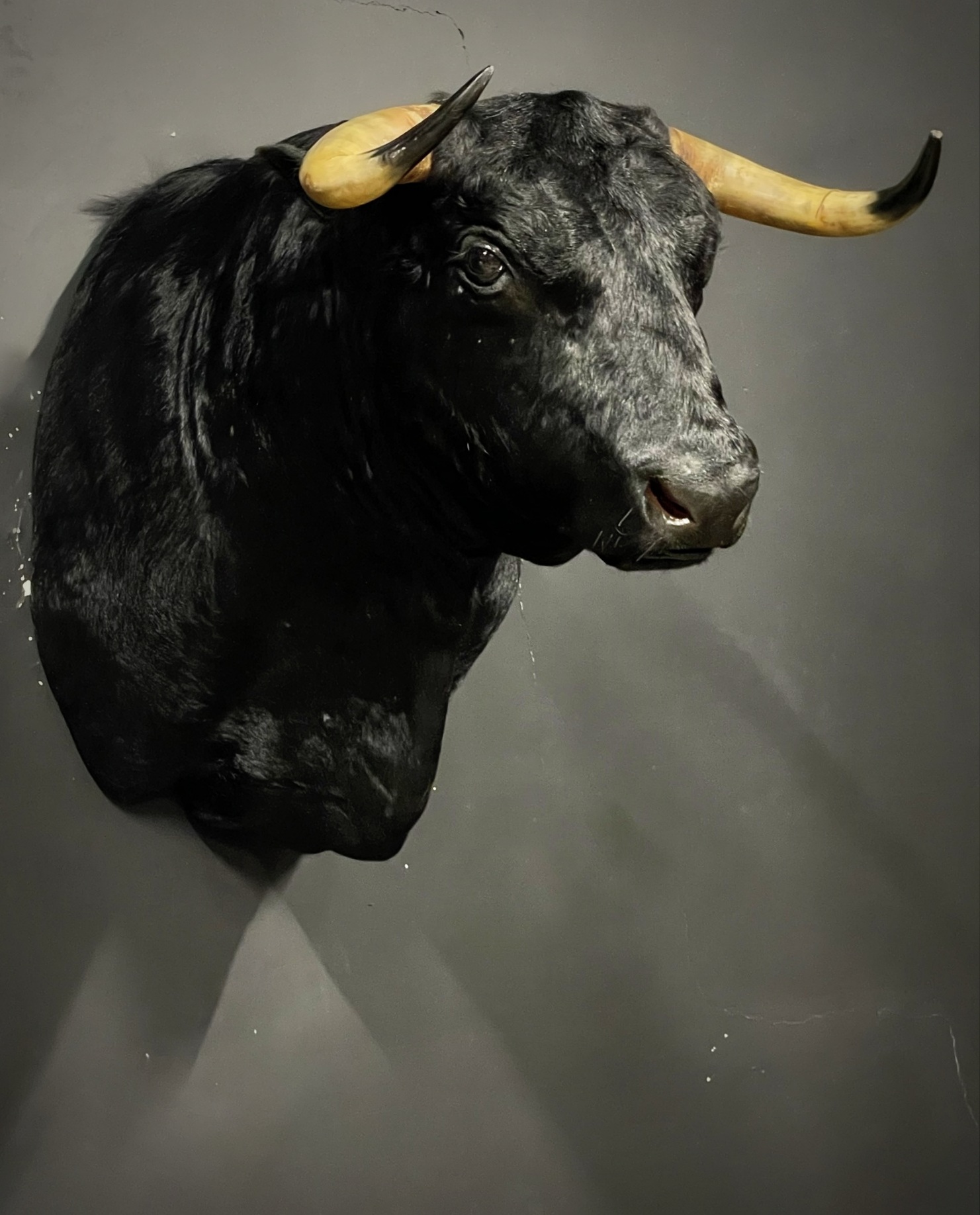 Head of a Spanish fighting bull BEAST Interiors