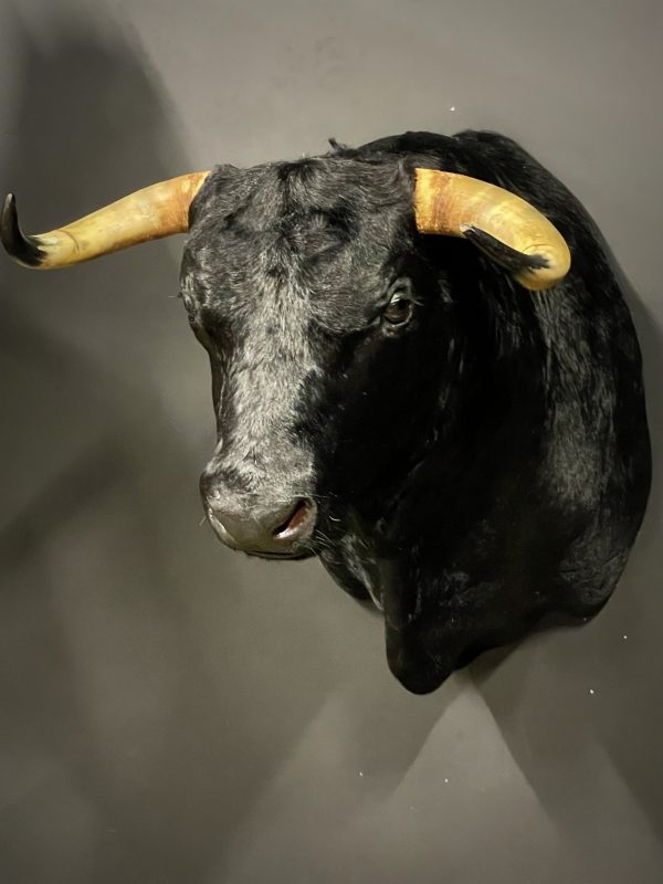 Opgezette kop van een Spaanse stier