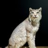 Opgezette Lynx
