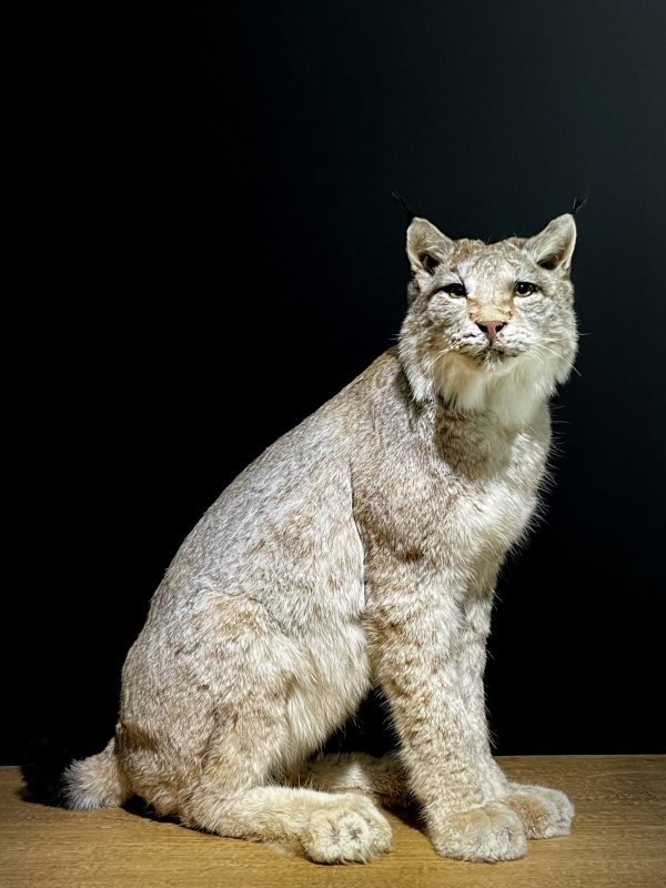 Opgezette Lynx