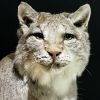 Opgezette Lynx