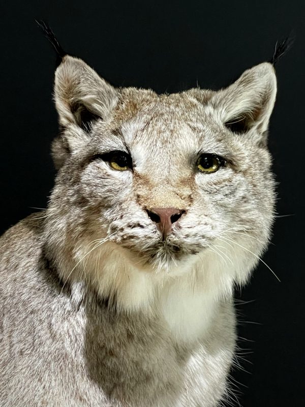 Opgezette Lynx