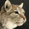 Opgezette Lynx