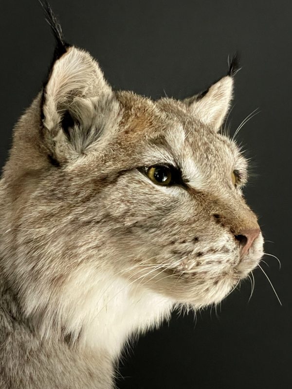 Opgezette Lynx