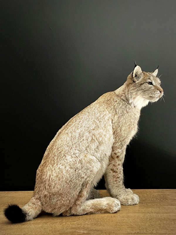 Opgezette Lynx