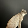 Opgezette Lynx