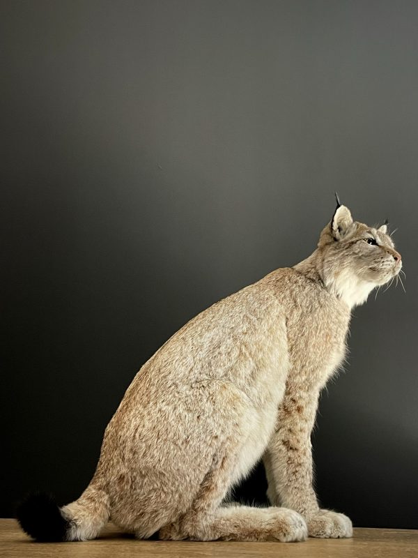 Opgezette Lynx