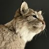Opgezette Lynx